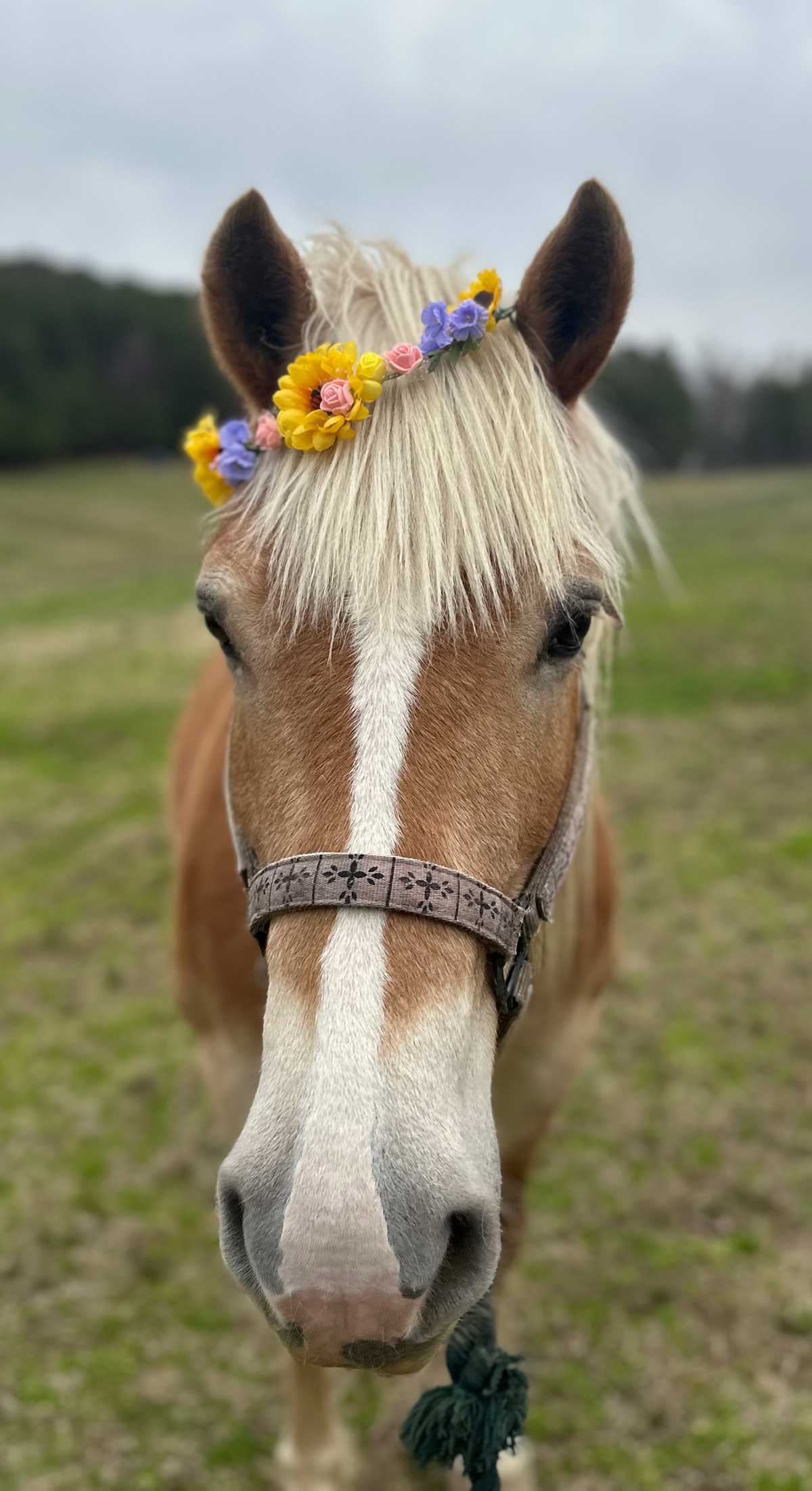 Flower-crown