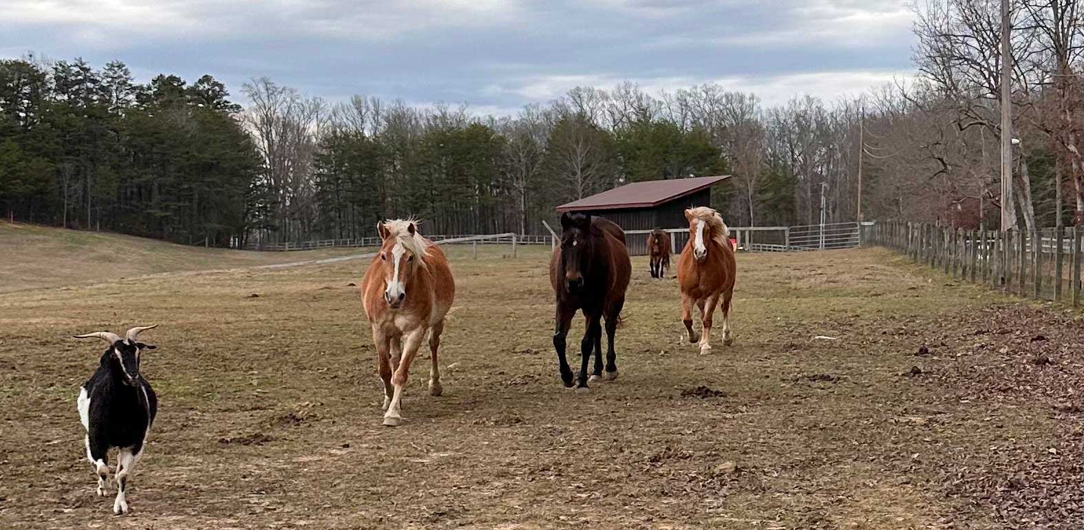 Whole_herd
